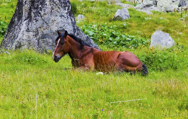Krajina s divoký kůň v hoře — Stock fotografie