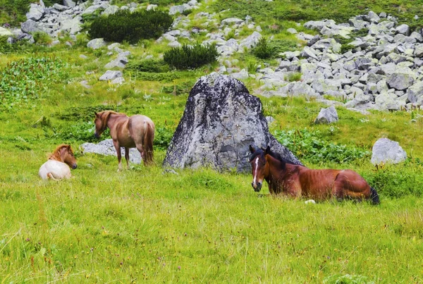 Paisagem com cavalos selvagens na montanha — Fotografia de Stock