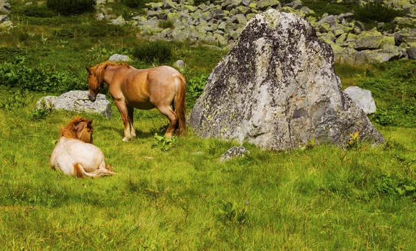 Landschap met wilde paarden in de bergen — Stockfoto