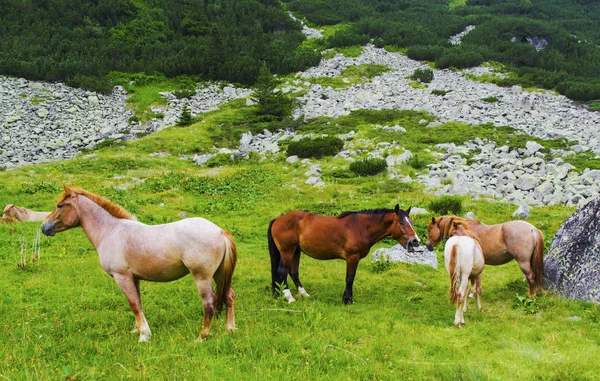 Landschap met wilde paarden in de bergen — Stockfoto