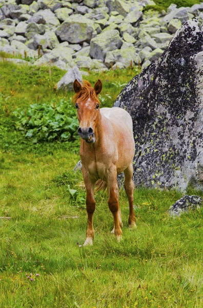 Krajina s divoký kůň v hoře — Stock fotografie
