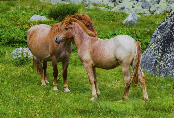 Krajina s divoké koně v hoře — Stock fotografie