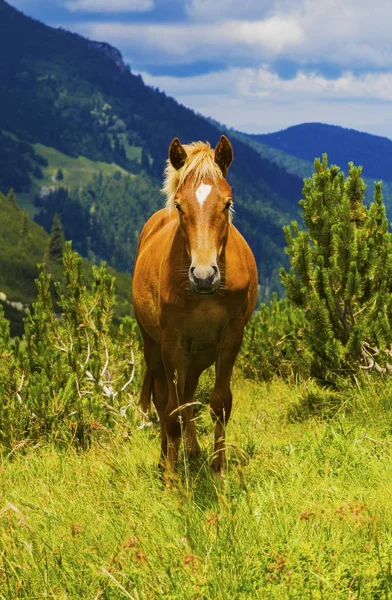 Beautiful Landscape Wild Horse Mountain — Stock Photo, Image
