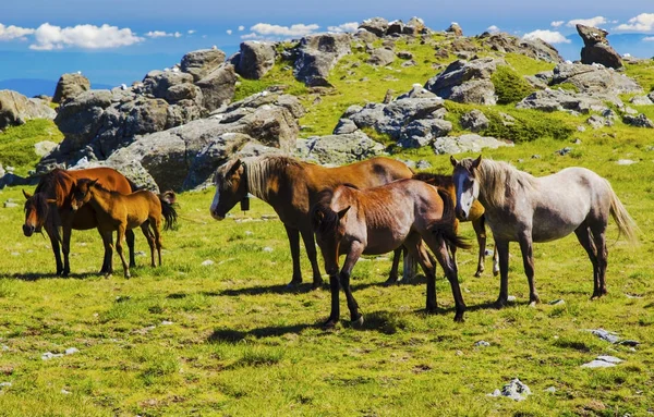 Mooi Landschap Met Wilde Paarden Bergen — Stockfoto