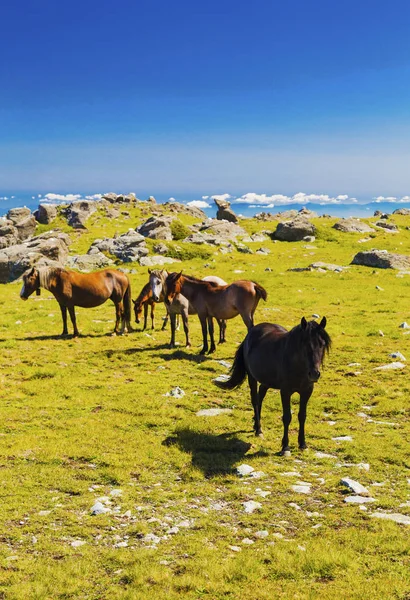 Mooi Landschap Met Wilde Paarden Bergen — Stockfoto