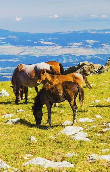 Mooi Landschap Met Wilde Paarden Bergen — Stockfoto