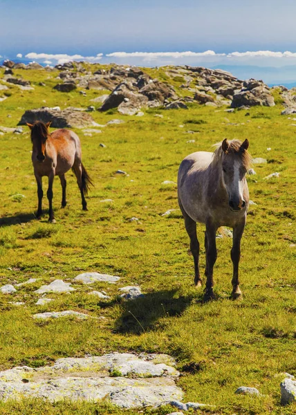 Krásná Krajina Divokých Koní Hoře — Stock fotografie