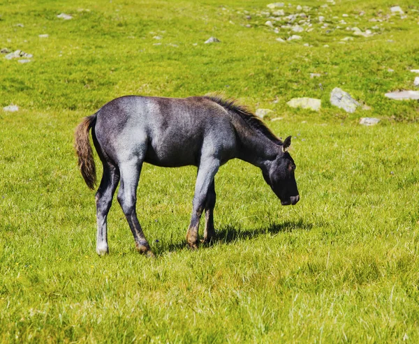 Krásná Krajina Divoký Kůň Hoře — Stock fotografie