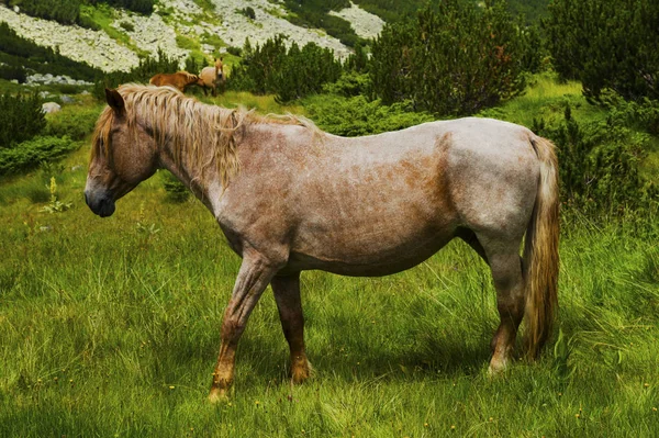 Güzel Manzara Ile Dağ Vahşi — Stok fotoğraf