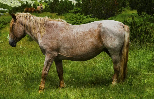 Vackert Landskap Med Wild Häst Berget — Stockfoto