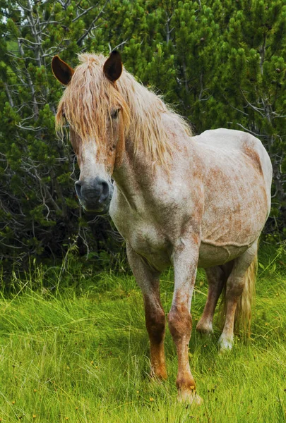 Bela Paisagem Com Cavalo Selvagem Montanha — Fotografia de Stock