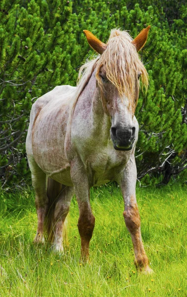 Bela Paisagem Com Cavalo Selvagem Montanha — Fotografia de Stock