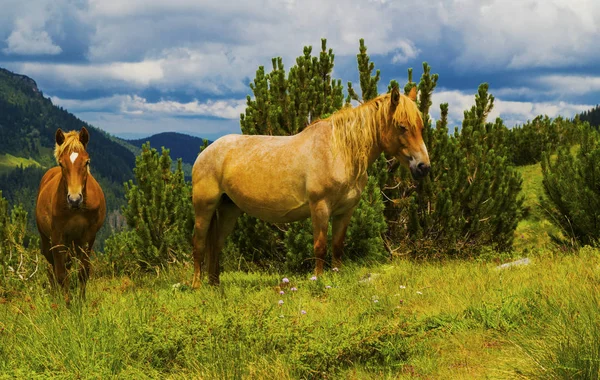 Krásná Krajina Divoký Kůň Hoře — Stock fotografie