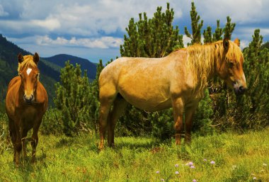 Dağ vahşi atları ile güzel manzara