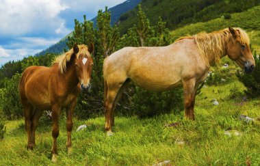 Dağ vahşi atları ile güzel manzara