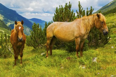 Dağ vahşi atları ile güzel manzara