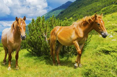 Dağ vahşi atları ile güzel manzara