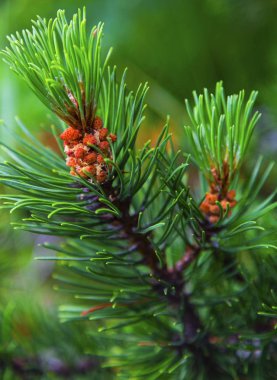 Taze çam kozalakları closeup ile köknar ağacı dalı