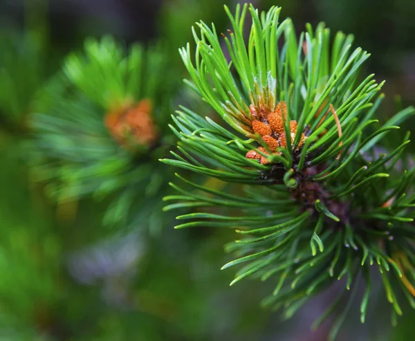 Fresh branch of fir tree with fir cones closeup