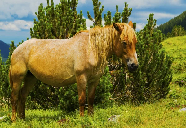 Krásná Krajina Divoký Kůň Hoře — Stock fotografie
