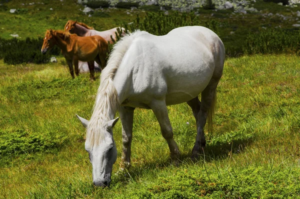 Krásná Krajina Divokých Koní Hoře — Stock fotografie