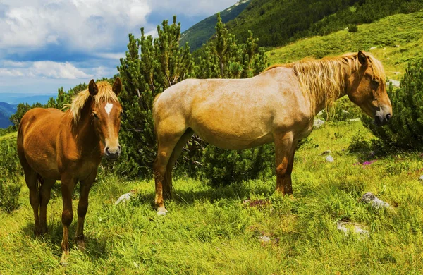 Krásná Krajina Divokých Koní Hoře — Stock fotografie