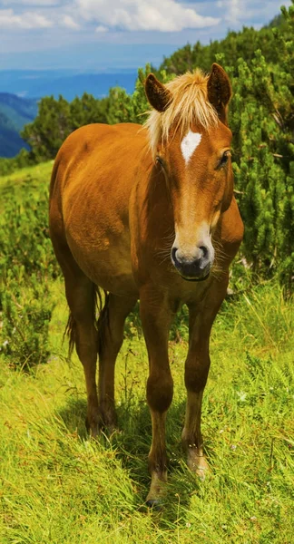 Hermoso Paisaje Con Caballo Salvaje Montaña — Foto de Stock