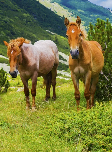 Piękny Krajobraz Dzikie Konie Góry — Zdjęcie stockowe