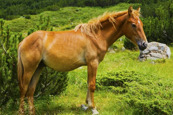 Krásná Krajina Divoký Kůň Hoře — Stock fotografie