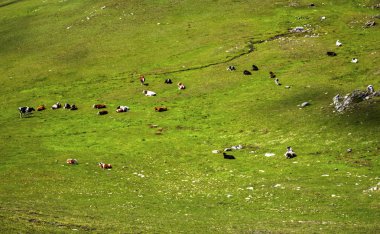 İnekler dağ ile güzel manzara