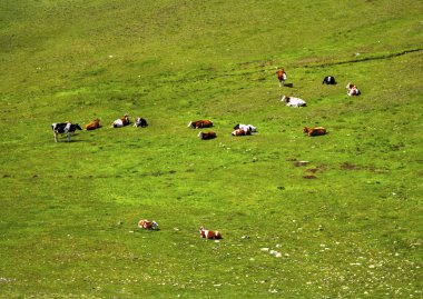 İnekler dağ ile güzel manzara
