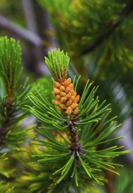 Taze çam kozalakları closeup ile köknar ağacı dalı