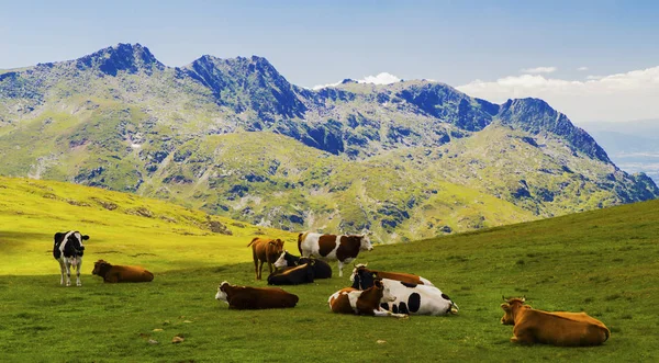 Mooi Landschap Met Koeien Berg — Stockfoto