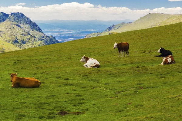 Mooi Landschap Met Koeien Berg — Stockfoto
