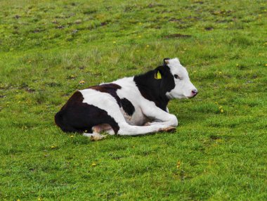 Dağ çayır üzerinde inek ile güzel manzara