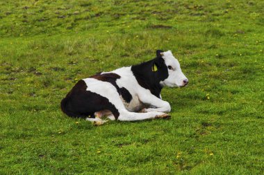 Dağ çayır üzerinde inek ile güzel manzara