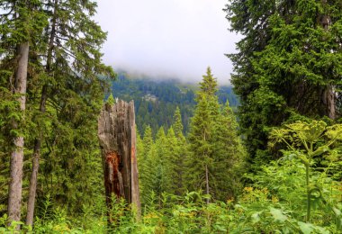 Güzel orman manzara dağ