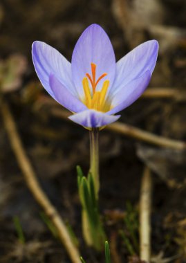 Güzel mavi Çiğdem portre