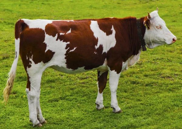 Bela Paisagem Com Vaca Prado Montanha — Fotografia de Stock