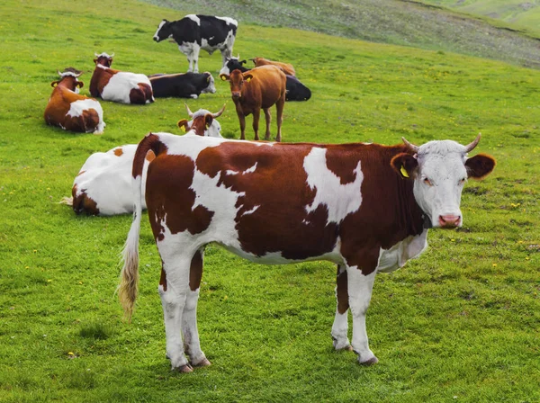 Hermoso Paisaje Con Vacas Montaña — Foto de Stock