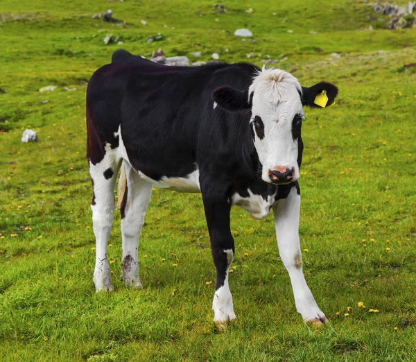 Bela Paisagem Com Vaca Prado Montanha — Fotografia de Stock