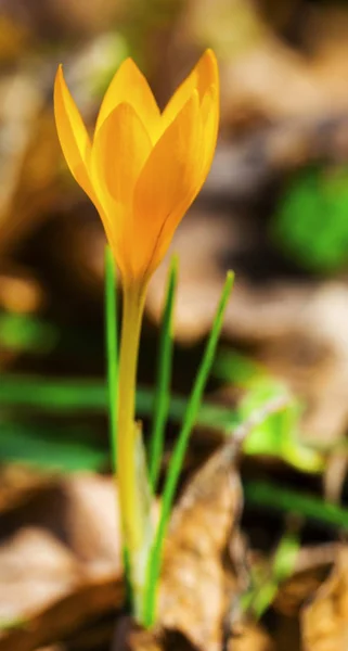 Beautiful Yellow Crocus Closeup — Stock Photo, Image