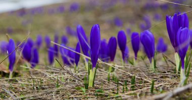 Güzel mavi bitkisi çiçeği portre