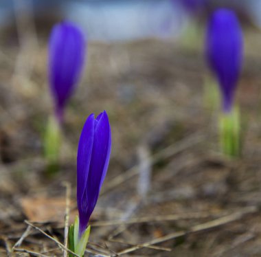 Güzel mavi bitkisi çiçeği portre