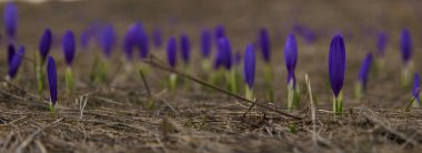 Güzel mavi bitkisi çiçeği portre