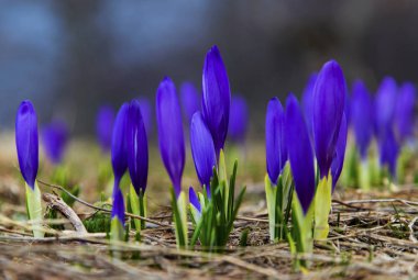 Güzel mavi bitkisi çiçeği portre