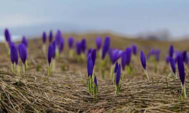 Güzel mavi bitkisi çiçeği portre
