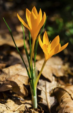 Güzel sarı Çiğdem portre