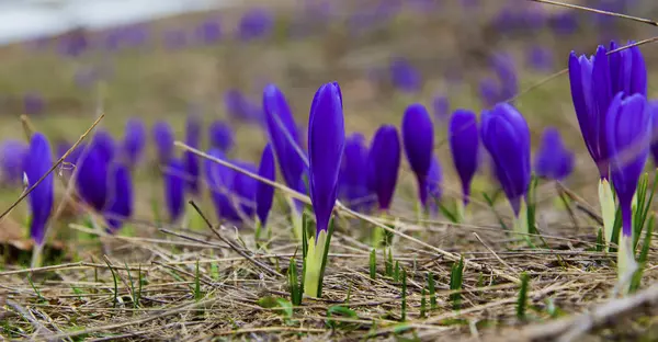 Güzel mavi bitkisi çiçeği portre
