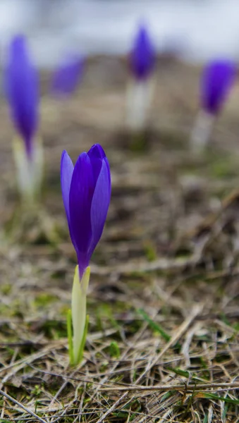 Güzel mavi bitkisi çiçeği portre